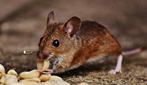 24 Hour & Emergency Exterminators in Topaz Lodge, NV